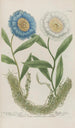 Phytanthoza iconographia Pl172 - Johann Wilhelm Weinmann — artwork view