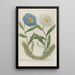 Phytanthoza iconographia Pl172 - Johann Wilhelm Weinmann — framed artwork on a wall