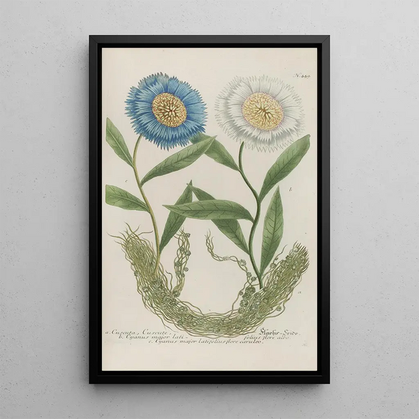 Phytanthoza iconographia Pl172 - Johann Wilhelm Weinmann — framed artwork on a wall