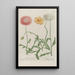 Phytanthoza iconographia Pl173 - Johann Wilhelm Weinmann — framed artwork on a wall