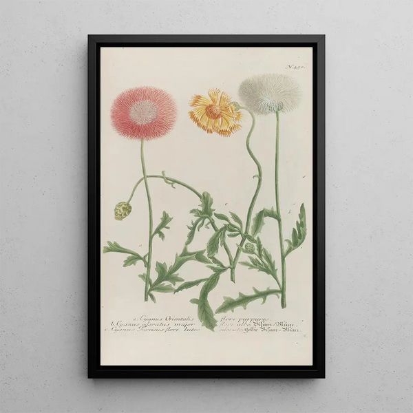 Phytanthoza iconographia Pl173 - Johann Wilhelm Weinmann — framed artwork on a wall