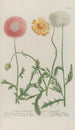 Phytanthoza iconographia Pl173 - Johann Wilhelm Weinmann — artwork view