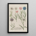 Phytanthoza iconographia Pl174 - Johann Wilhelm Weinmann — framed artwork on a wall