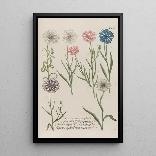 Phytanthoza iconographia Pl174 - Johann Wilhelm Weinmann — framed artwork on a wall