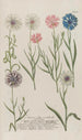 Phytanthoza iconographia Pl174 - Johann Wilhelm Weinmann — artwork view