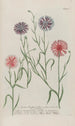 Phytanthoza iconographia Pl175 - Johann Wilhelm Weinmann — artwork view
