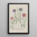 Phytanthoza iconographia Pl175 - Johann Wilhelm Weinmann — framed artwork on a wall