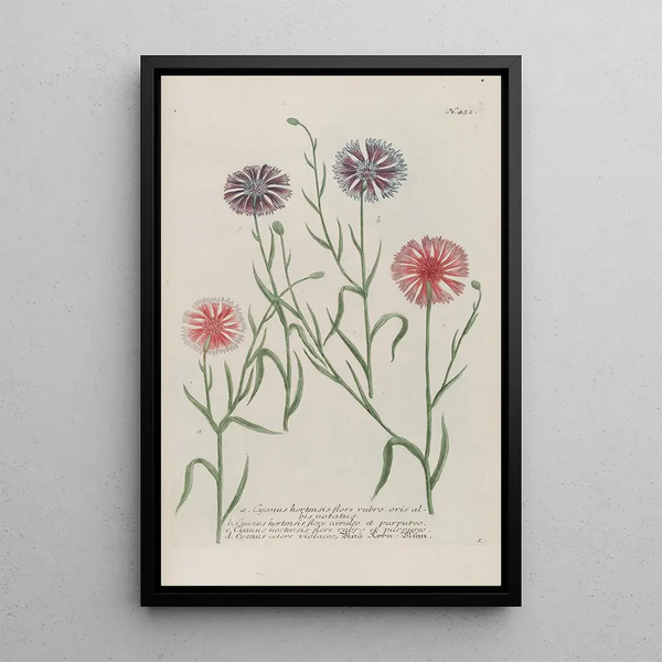 Phytanthoza iconographia Pl175 - Johann Wilhelm Weinmann — framed artwork on a wall