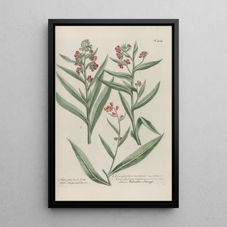 Johann Wilhelm Weinmann - Phytanthoza iconographia Pl177.webp