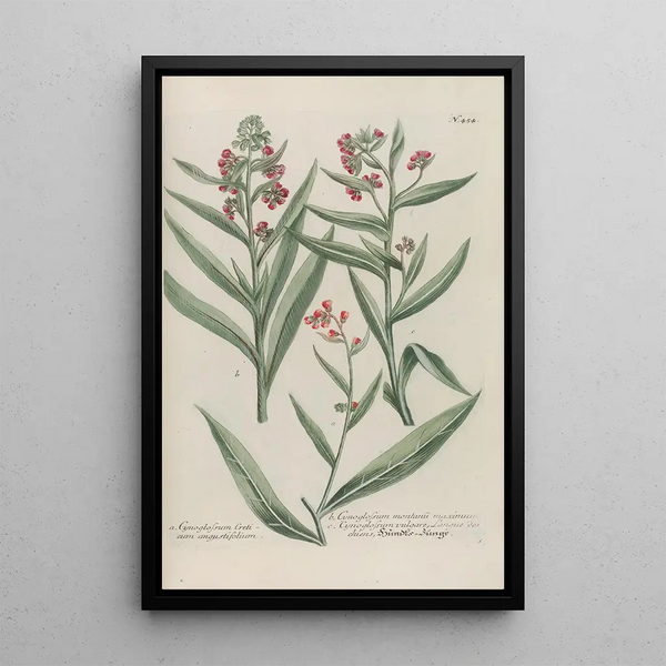 Phytanthoza iconographia Pl177 - Johann Wilhelm Weinmann — framed artwork on a wall
