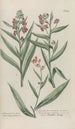 Phytanthoza iconographia Pl177 - Johann Wilhelm Weinmann — artwork view