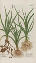 Phytanthoza iconographia Pl178 - Johann Wilhelm Weinmann — artwork view