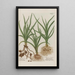 Phytanthoza iconographia Pl178 - Johann Wilhelm Weinmann — framed artwork on a wall