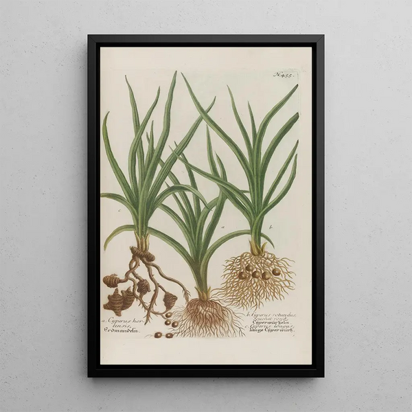Phytanthoza iconographia Pl178 - Johann Wilhelm Weinmann — framed artwork on a wall