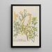 Phytanthoza iconographia Pl179 - Johann Wilhelm Weinmann — framed artwork on a wall