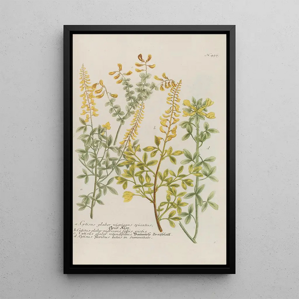 Phytanthoza iconographia Pl179 - Johann Wilhelm Weinmann — framed artwork on a wall