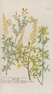 Phytanthoza iconographia Pl179 - Johann Wilhelm Weinmann — artwork view