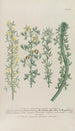 Phytanthoza iconographia Pl180 - Johann Wilhelm Weinmann — artwork view