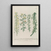 Phytanthoza iconographia Pl180 - Johann Wilhelm Weinmann — framed artwork on a wall