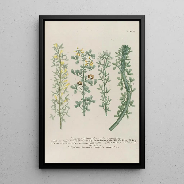 Phytanthoza iconographia Pl180 - Johann Wilhelm Weinmann — framed artwork on a wall
