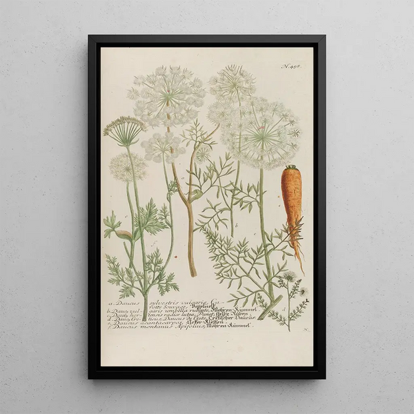 Phytanthoza iconographia Pl181 - Johann Wilhelm Weinmann — framed artwork on a wall