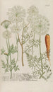 Phytanthoza iconographia Pl181 - Johann Wilhelm Weinmann — artwork view