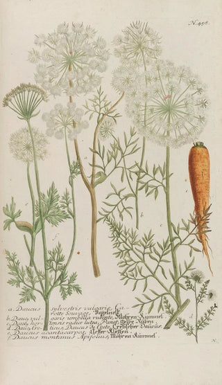 Johann Wilhelm Weinmann - Phytanthoza iconographia Pl181.webp