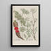 Phytanthoza iconographia Pl182 - Johann Wilhelm Weinmann — framed artwork on a wall
