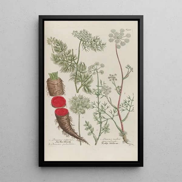 Phytanthoza iconographia Pl182 - Johann Wilhelm Weinmann — framed artwork on a wall