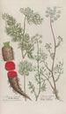 Phytanthoza iconographia Pl182 - Johann Wilhelm Weinmann — artwork view