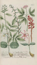 Phytanthoza iconographia Pl183 - Johann Wilhelm Weinmann — artwork view