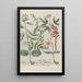 Phytanthoza iconographia Pl183 - Johann Wilhelm Weinmann — framed artwork on a wall