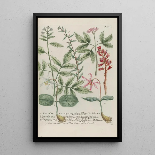 Phytanthoza iconographia Pl183 - Johann Wilhelm Weinmann — framed artwork on a wall