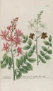 Phytanthoza iconographia Pl184 - Johann Wilhelm Weinmann — artwork view