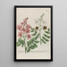 Phytanthoza iconographia Pl184 - Johann Wilhelm Weinmann — framed artwork on a wall