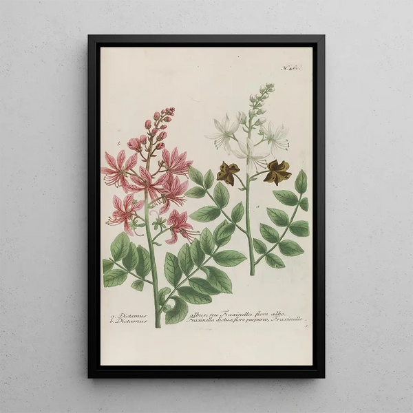 Phytanthoza iconographia Pl184 - Johann Wilhelm Weinmann — framed artwork on a wall
