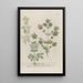 Phytanthoza iconographia Pl185 - Johann Wilhelm Weinmann — framed artwork on a wall