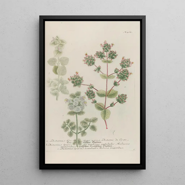 Phytanthoza iconographia Pl185 - Johann Wilhelm Weinmann — framed artwork on a wall