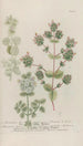 Phytanthoza iconographia Pl185 - Johann Wilhelm Weinmann — artwork view