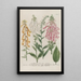 Phytanthoza iconographia Pl186 - Johann Wilhelm Weinmann — framed artwork on a wall