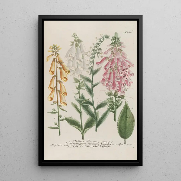 Phytanthoza iconographia Pl186 - Johann Wilhelm Weinmann — framed artwork on a wall