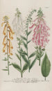 Phytanthoza iconographia Pl186 - Johann Wilhelm Weinmann — artwork view