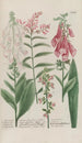 Phytanthoza iconographia Pl187 - Johann Wilhelm Weinmann — artwork view