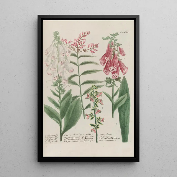 Phytanthoza iconographia Pl187 - Johann Wilhelm Weinmann — framed artwork on a wall