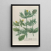 Phytanthoza iconographia Pl188 - Johann Wilhelm Weinmann — framed artwork on a wall
