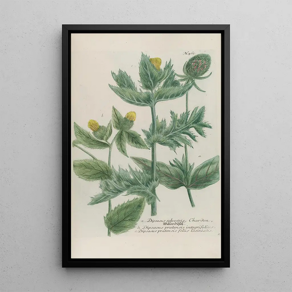 Phytanthoza iconographia Pl188 - Johann Wilhelm Weinmann — framed artwork on a wall