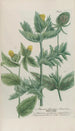 Phytanthoza iconographia Pl188 - Johann Wilhelm Weinmann — artwork view