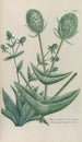Phytanthoza iconographia Pl189 - Johann Wilhelm Weinmann — artwork view