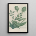 Phytanthoza iconographia Pl189 - Johann Wilhelm Weinmann — framed artwork on a wall