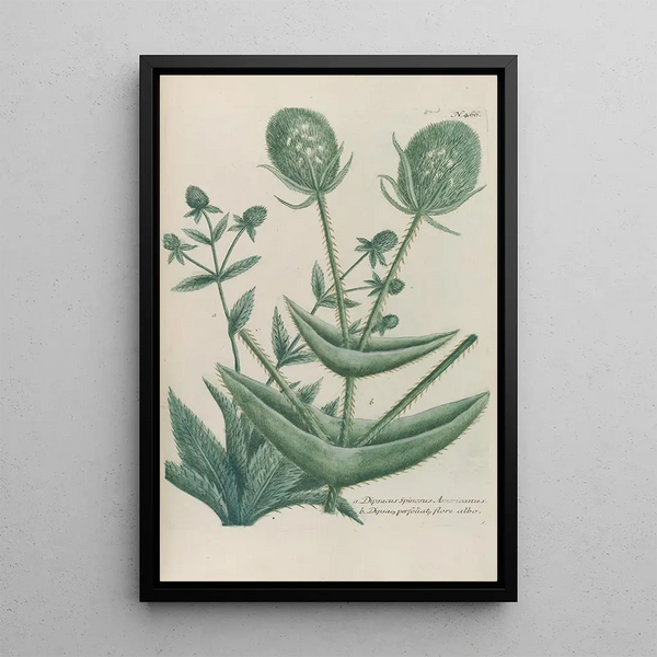 Phytanthoza iconographia Pl189 - Johann Wilhelm Weinmann — framed artwork on a wall